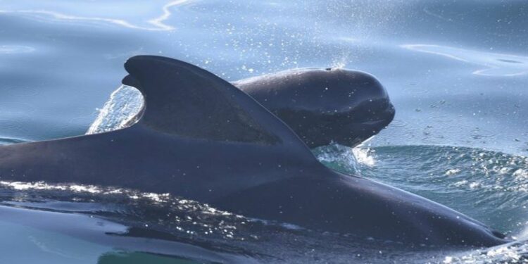 Investigación revela que parte de la masa de los mamíferos marinos ya es plástico