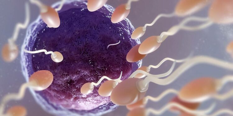 Explican porque el ADN mitocondrial no se transmite de los espermatozoides del padre a los hijos