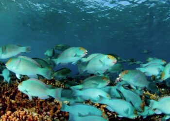 Nuevas investigaciones cuestionan la validez de antiguos modelos ecológicos