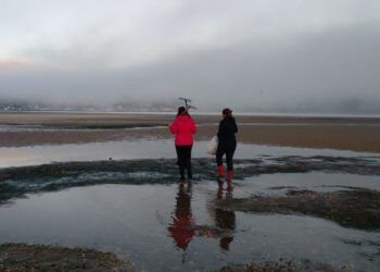 Desvelan la evolución de un cáncer que se transmite en el mar