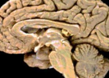 Descubrimientos revolucionarios: Investigadores publican un atlas detallado del cerebro humano 