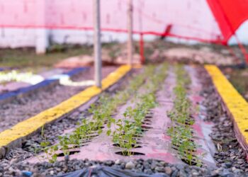 FAO y el INAIPI aperturan nuevo Huerto Modelo Pedagógico Infantil