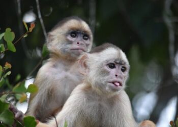 Estudio con primates revela clave sobre las partes más desconocidas del genoma humano