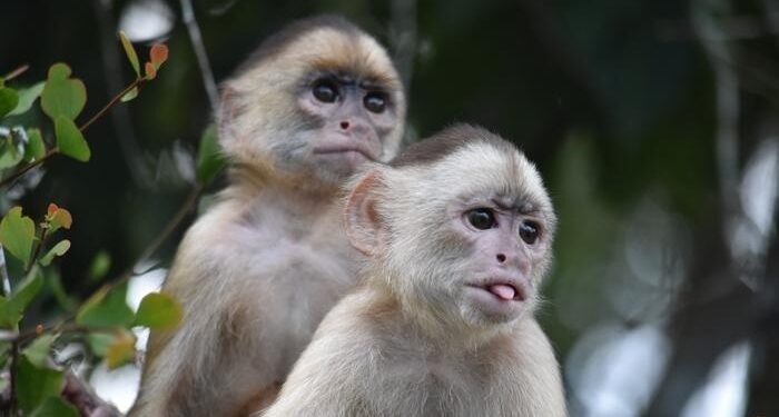 Estudio con primates revela clave sobre las partes más desconocidas del genoma humano