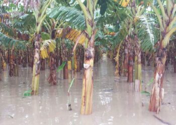Pérdidas millonarias en agricultura y escasez de agua: Impacto de las lluvias en RD