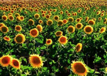 Describen el mecanismo por el que los girasoles siguen al sol