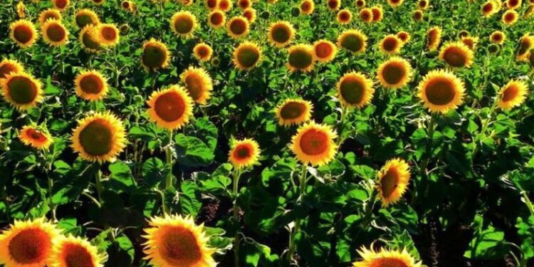 Describen el mecanismo por el que los girasoles siguen al sol