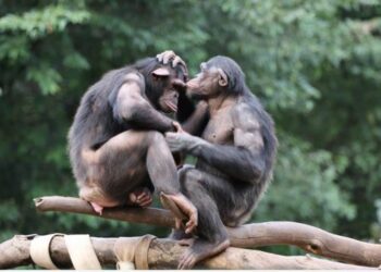 Descubriendo la cooperación más allá de la humanidad: Lecciones de los Bonobos