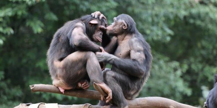Descubriendo la cooperación más allá de la humanidad: Lecciones de los Bonobos