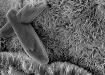 Descubren mineral que secuestra carbono y frena el cambio climático