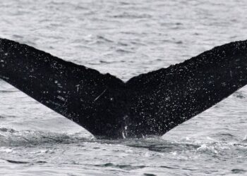 Humano se comunican con ballena y se cree pueden hacerlo con extraterrestre