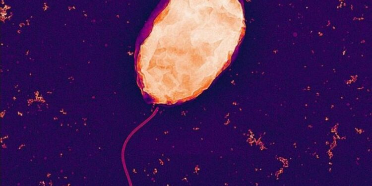 Una bacteria puede tener un gran impacto en procesar tierras raras