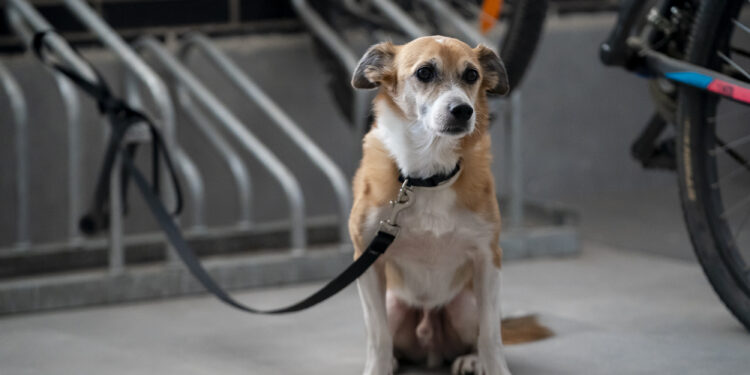 Corea del Sur prohíbe consumo de carne de perro a partir de 2027