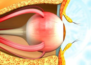 Explican por qué las personas vemos colores que los perros no logran ver