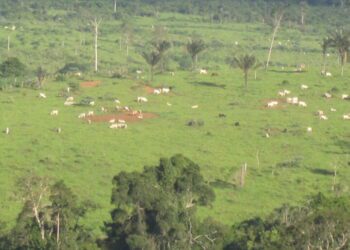 Competencia y resistencias: Eficiencia agrícola de Brasil amenaza el acuerdo Mercosur-UE