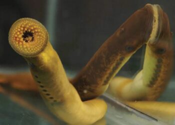 Animal marino y humanos comparten estructuras cerebrales de 500 millones de años