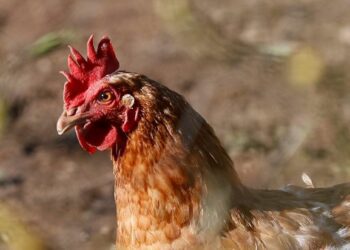 Alerta de la OMS: Posible evolución en los humanos de la gripe aviar