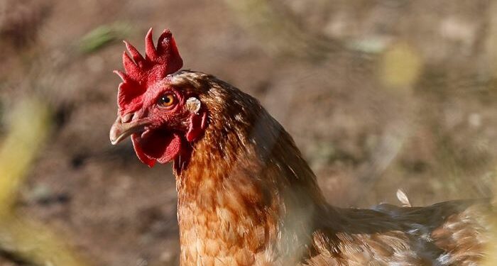 Alerta de la OMS: Posible evolución en los humanos de la gripe aviar