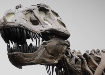 La Inteligencia del T. rex: No tan astuto como un babuino