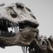 La Inteligencia del T. rex: No tan astuto como un babuino
