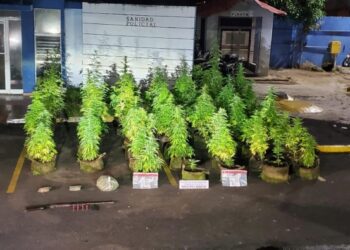 Desarticulan cultivo de marihuana en techo de residencia en Puerto Plata