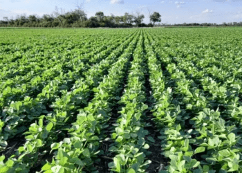 Rezago en AL y el Caribe de las mujeres entre estudio y empleo en ciencias