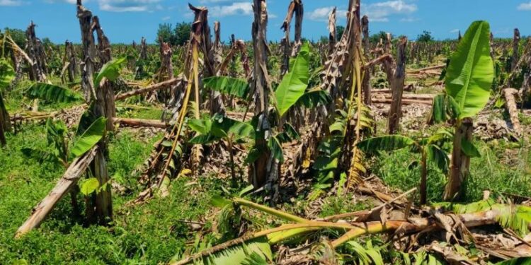 Gobierno ayudará a agricultores afectados por ventarrón y granizada en Montecristi