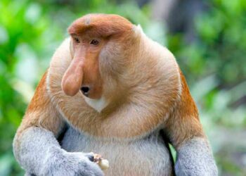 El truco de los monos feos para atraer a las hermbras