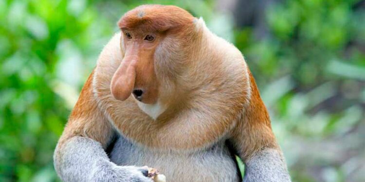 El truco de los monos feos para atraer a las hermbras