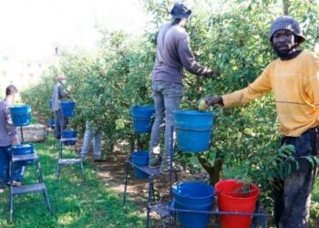 Migrantes en la agricultura europea: Expuestos a la explotación y la precariedad laboral