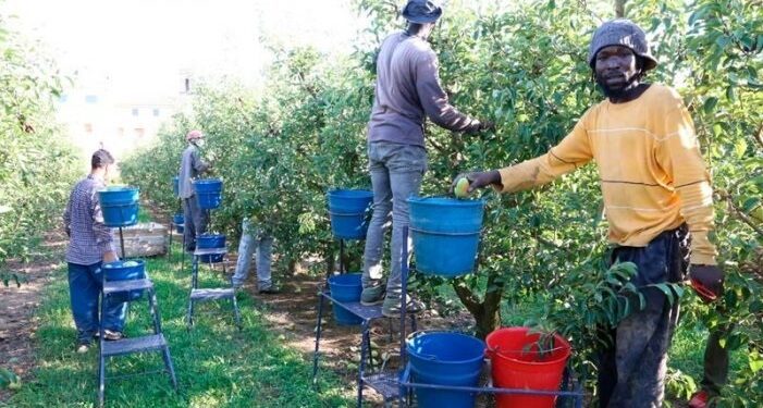 Migrantes en la agricultura europea: Expuestos a la explotación y la precariedad laboral