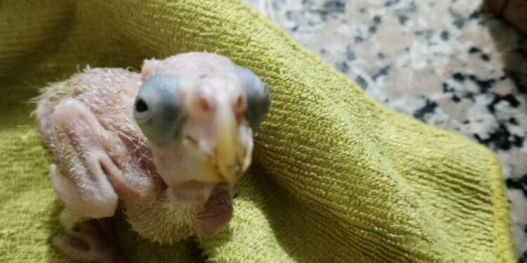 Rescatan tres aves de la especie cotorras ventralis y arresta a la mujer que las vendía