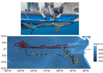 Apple Intelligence: La IA personal y de Apple revolucionará la experiencia del usuario