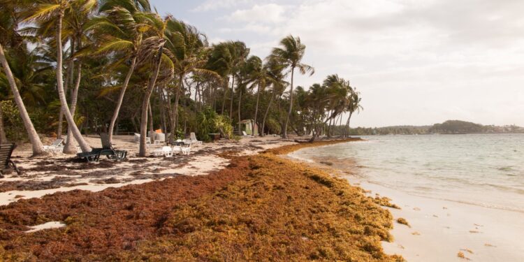 MESCyT destina RD$68.8 millones para investigaciones científicas sobre el sargazo