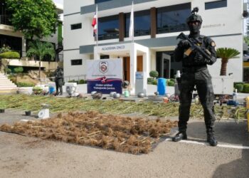 Desmantelan Plantación de Marihuana en Guerra: 216 Matas Incautadas