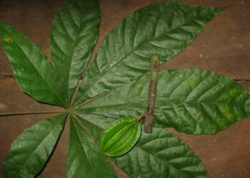 Descubren nuevas plantas del cacao que apuntan a un chocolate a prueba del clima