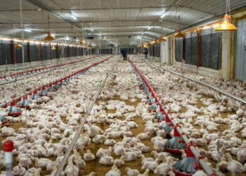 Productores Avícolas dicen costo libre del pollo en granja es de 42 pesos
