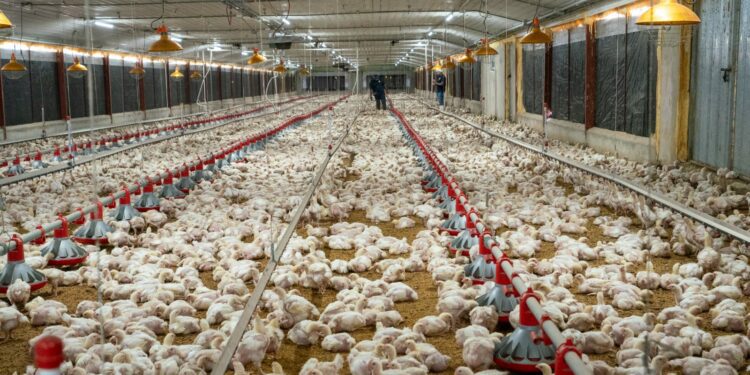 Productores Avícolas dicen costo libre del pollo en granja es de 42 pesos