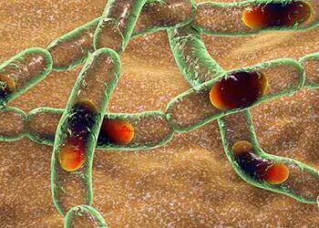 Haití enfrenta brote de ántrax con 12 afectados, incluyendo dos muertos