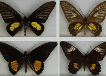 Darwin y Wallace tenían razón: Inteligencia Artificial resuelve debate histórico sobre mariposas 