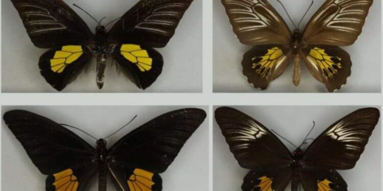 Darwin y Wallace tenían razón: Inteligencia Artificial resuelve debate histórico sobre mariposas 