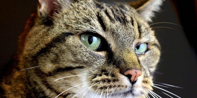 Factores clave que explican por qué los gatos arañan los muebles