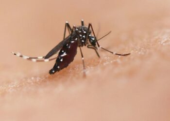 Mosquitos: Peligro latente que amenaza la salud global