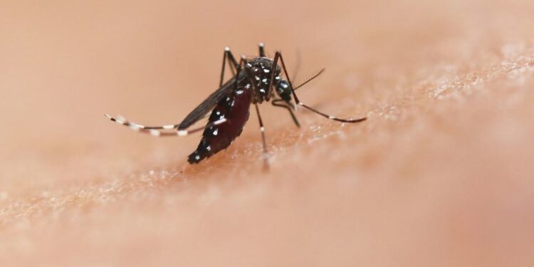Mosquitos: Peligro latente que amenaza la salud global