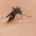 Mosquitos: Peligro latente que amenaza la salud global