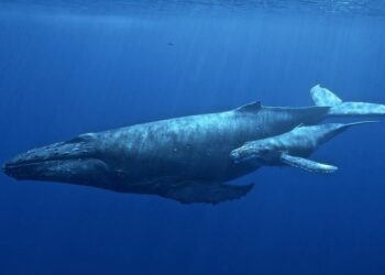 Las ballenas jorobadas se suman a las especie que usan herramientas