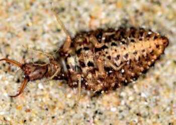 Estrategias animales: La vida después de fingir muerte