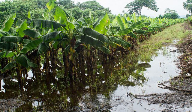 Peligra alimentación por lluvias e inundaciones en América Latina y el Caribe
