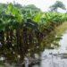 Peligra alimentación por lluvias e inundaciones en América Latina y el Caribe