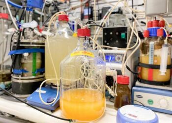 Nueva proteína vegana podría reemplazar a la carne convencional